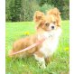 Gismo, Chihuahua langhaariger Schlag - Rüde
