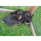 Gismo, Hannibal + Isolde, Mischling - weiblich