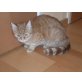 Gismo, Hauskatze - Kater