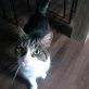 Gismo, Hauskatze - Kater