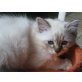 Gismo, Heilige Birma - Kater