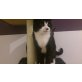 Gismo & Jack, Hauskatzen - Kater