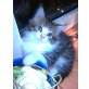 Gismo, Maine Coon - Kater