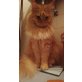 Gismo, Maine Coon - Kater