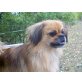 Gismo, Pekinese - Rüde