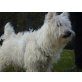 Gismo, West Highland White Terrier - Rüde