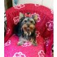 Gismo,Yorkshireterrierwelpe blacktan mit AT, Yorkshire Terrier Welpen - Rüde