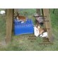 Gismo- erwachsen, Jungtiere- namenlos, Zwergrex bunt - männlich