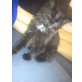 Gismo, langhaar kater - Kater