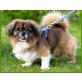 Gismondo, Pekinesen-Mops-Mix - Rüde