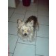 Gissmo, Yorkshire Terrier - Rüde
