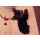 Gissmo, Yorkshire Terrier Welpen - Rüde