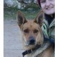 Gitana, Schäferhund Mix - Hündin