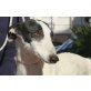Gitana, sanfte Maus, Galgo Español - Hündin
