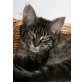 Gitta, Maine Coon - Katze