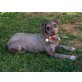 Gitta, Perro de Agua Espanol - Hündin