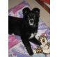 Giulia, Bordercollie Mischling Welpen - Hündin