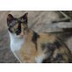 Giulia, EKH - Katze