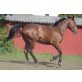 Giulietta, Warmblut-Mix - Stute