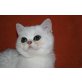 Giulietta vom Marchfeld, Exotisch Kurzhaar - Katze