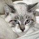 Giulio, silbergrauer - Kater