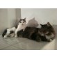 Giuseppe und Luna, Hauskatze - Kater
