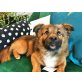 Gizmo, Gizmo, möchte nicht alleine bleiben und sucht - Rüde