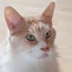 Gizmo, Maine Coon - Kater