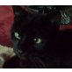 Gizmo, NOTFALL:  Aufenthaltsort Ludwigshafen - Kater
