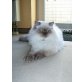 Gizmo, Perser Colourpoint - Kater