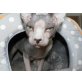 Gizmo, Sphynx - Kater