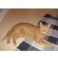 Gizmo, Zwergkatze/Hauskatze - Kater