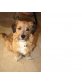 Gizmo mag Katzen, Terrier-Mix 29 cm - Rüde