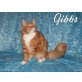 Gladiator, Gibbs & Helena, Maine Coon - Kater