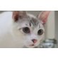 Gladis, verspieltes Mädel - Katze
