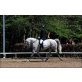 Glamour Girl, Deutsches Sportpferd - Stute