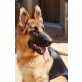 Glasp, Deutscher Schäferhund - Rüde