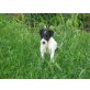 Glatthaar-Foxterrier Welpen - Rüde