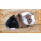 Glatthaar, Rosetten, Shelties, Coronets