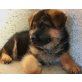 Glen, Deutscher Schäferhund Welpen - Rüde