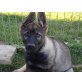 Gliff, Deutscher Schäferhund Welpen - Rüde