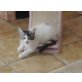 Glinda of Maine Fire, Maine Coon - Katze