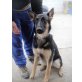 Gloria, Deutscher Schäferhund - Hündin