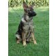 Gloria, Deutscher Schäferhund Welpen - Hündin