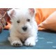 Gloria of Forest County, West Highland White Terrier - Hündin