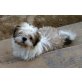 Gloria vom Trenker Hof, Shih Tzu Welpen - Hündin