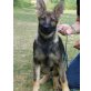 Glory, Deutscher Schäferhund Welpen - Hündin