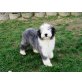 Glossy Merlin, Bearded Collie - Rüde