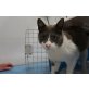 Gloton, lieber, kleiner Bub - Kater