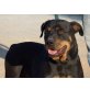 Glück, Rottweiler - Hündin